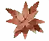 Hinomai